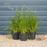 Allium 'Millenium' Perennial Bedding