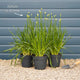 Allium 'Millenium' Perennial Bedding
