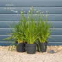 Allium 'Millenium' Perennial Bedding