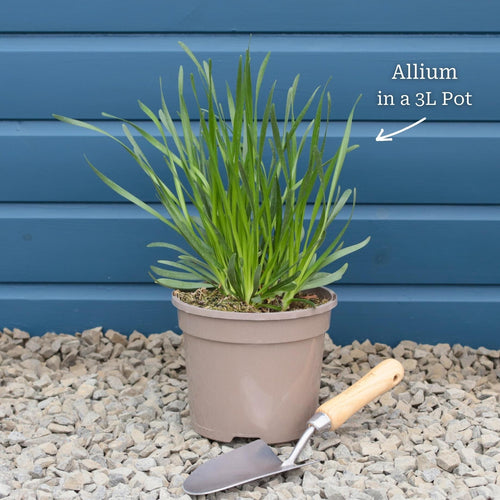 Allium 'Millenium' Perennial Bedding