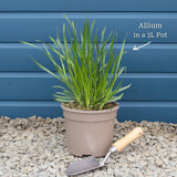 Allium 'Millenium' Perennial Bedding