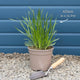 Allium 'Millenium' Perennial Bedding
