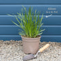 Allium 'Millenium' Perennial Bedding