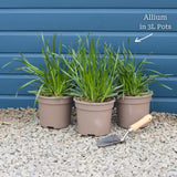 Allium 'Millenium' Perennial Bedding