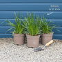 Allium 'Millenium' Perennial Bedding