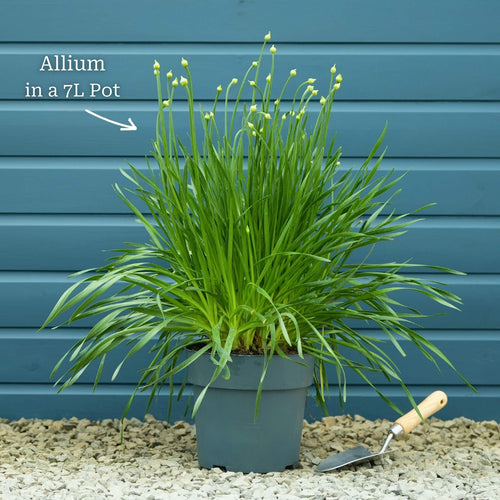 Allium 'Millenium' Perennial Bedding