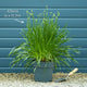 Allium 'Millenium' Perennial Bedding