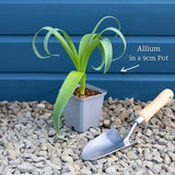 Allium 'Purple Sensation' Perennial Bedding