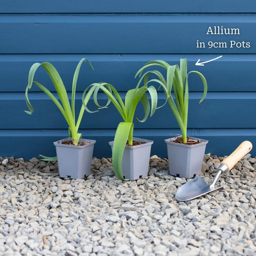 Allium 'Purple Sensation' Perennial Bedding