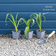 Allium 'Purple Sensation' Perennial Bedding