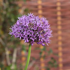 Allium 'Purple Sensation' Perennial Bedding