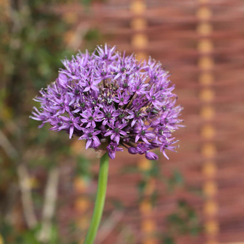 Allium 'Purple Sensation' Perennial Bedding