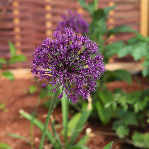 Allium 'Purple Sensation' Perennial Bedding