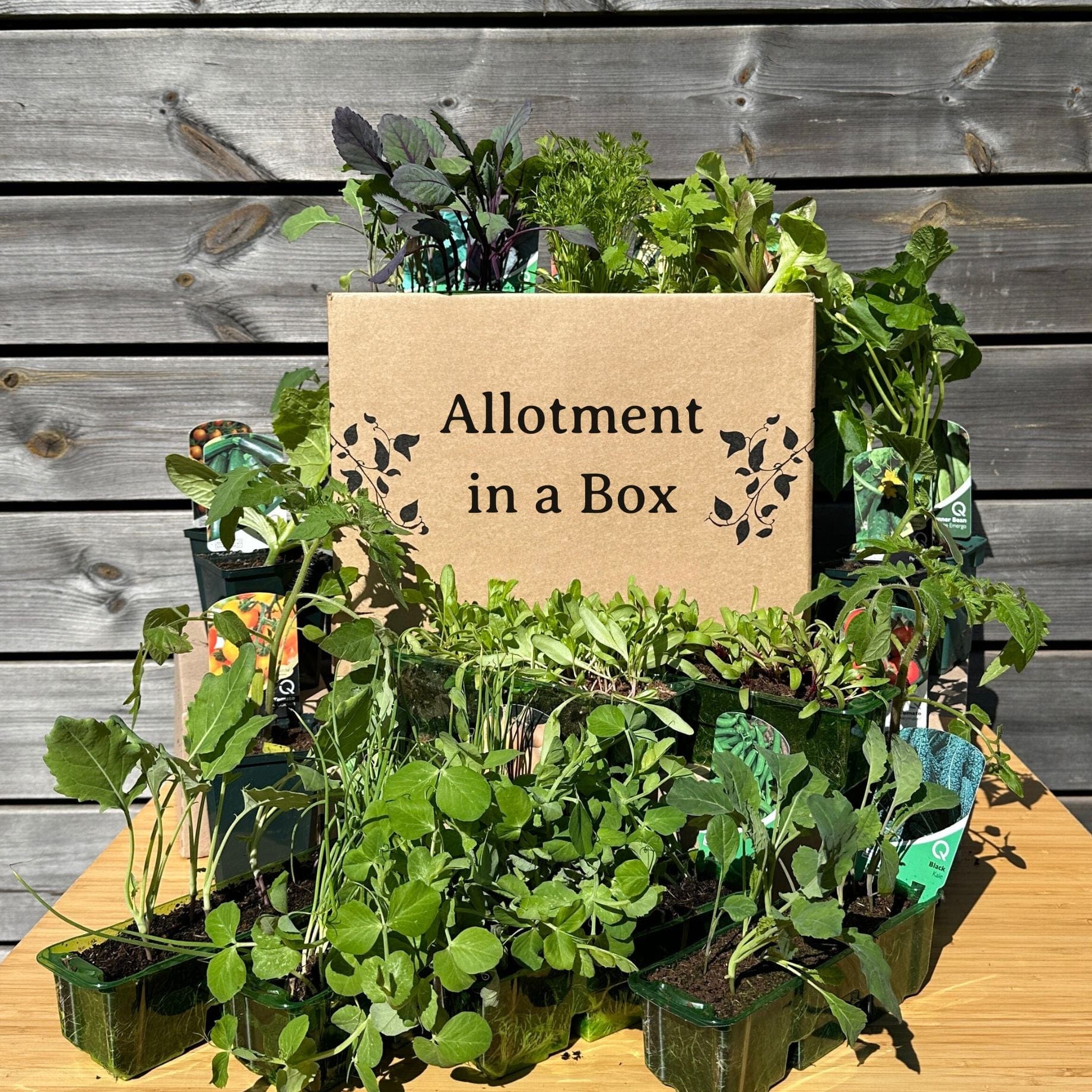 Root The Box Allotment in a Box | Best Vegetable Collections – Roots Plants