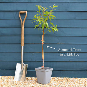 Almond Tree | Prunus dulcis 'Robijn' Trained Fruit Trees