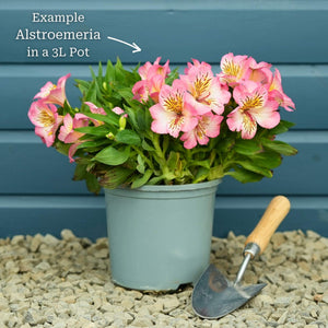 Alstroemeria 'Inticancha Indigo' Perennial Bedding