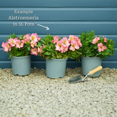 Alstroemeria 'Inticancha Indigo' Perennial Bedding