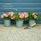 Alstroemeria 'Inticancha Indigo' Perennial Bedding