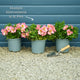 Alstroemeria 'Inticancha Indigo' Perennial Bedding