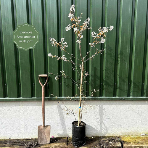 Amelanchier Tree | Amelanchier Canadensis Ornamental Trees