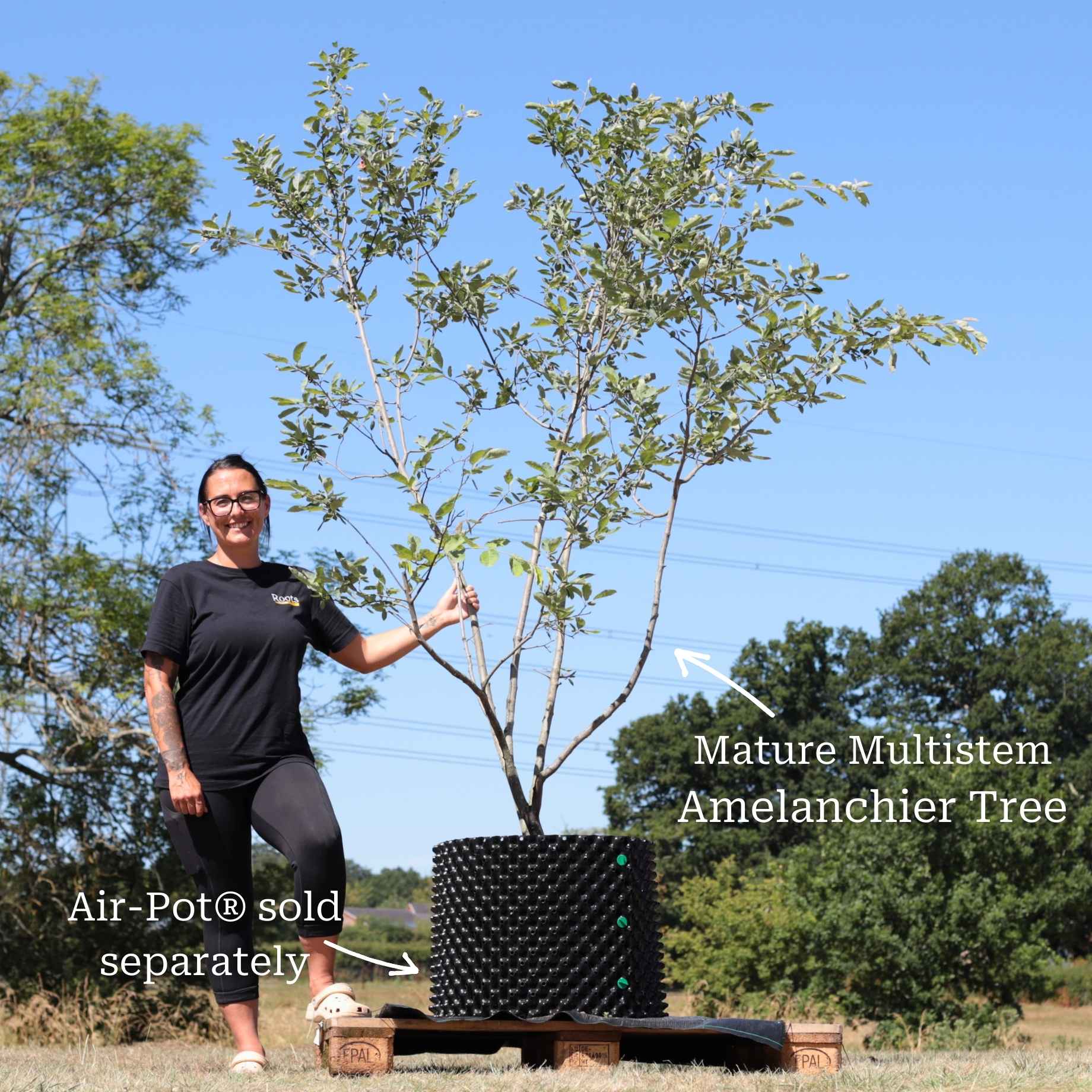 Smallest Tree Ever What Is The Smallest Amelanchier Tree