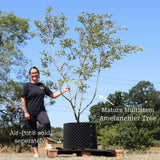 Amelanchier Tree | Amelanchier canadensis Ornamental Trees