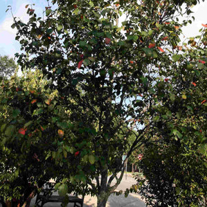 Serviceberry Tree | Amelanchier arborea 'Robin Hill' Ornamental Trees