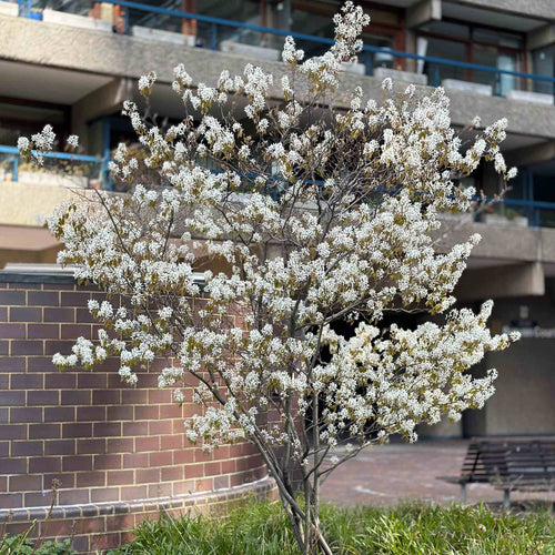 Amelanchier Tree | Amelanchier canadensis Ornamental Trees