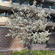 Amelanchier Tree | Amelanchier canadensis Ornamental Trees