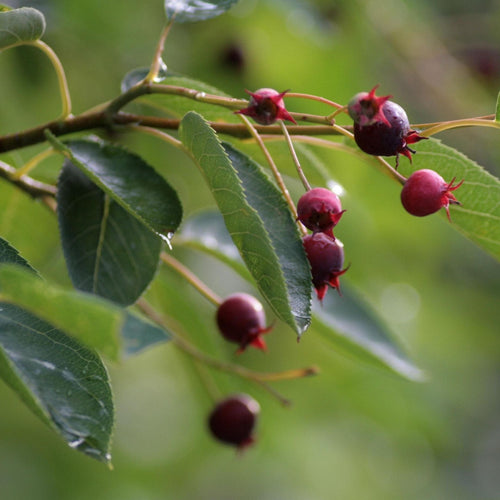 Snowy Mespilus Tree | Amelanchier lamarckii Ornamental Trees