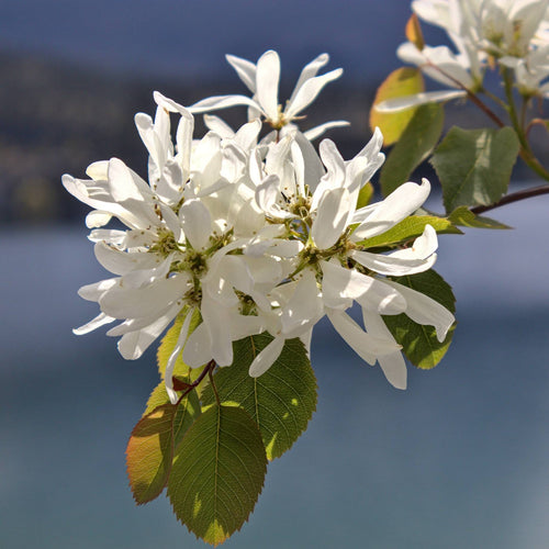 Snowy Mespilus Tree | Amelanchier lamarckii Ornamental Trees