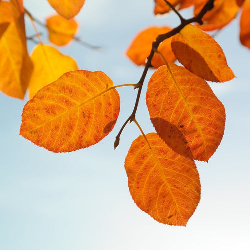 Snowy Mespilus Tree | Amelanchier lamarckii Ornamental Trees