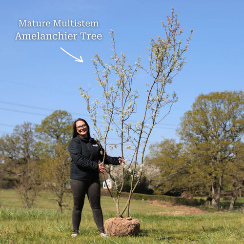 Amelanchier Tree | Amelanchier canadensis Ornamental Trees