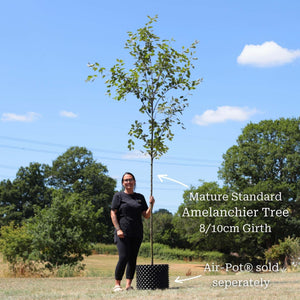 Amelanchier Tree | Amelanchier canadensis Ornamental Trees