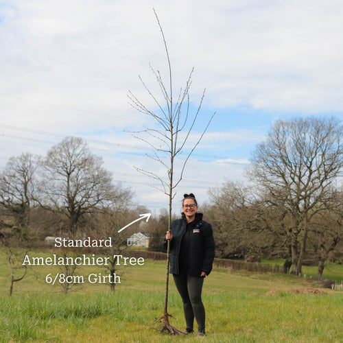 Amelanchier Tree | Amelanchier canadensis Ornamental Trees