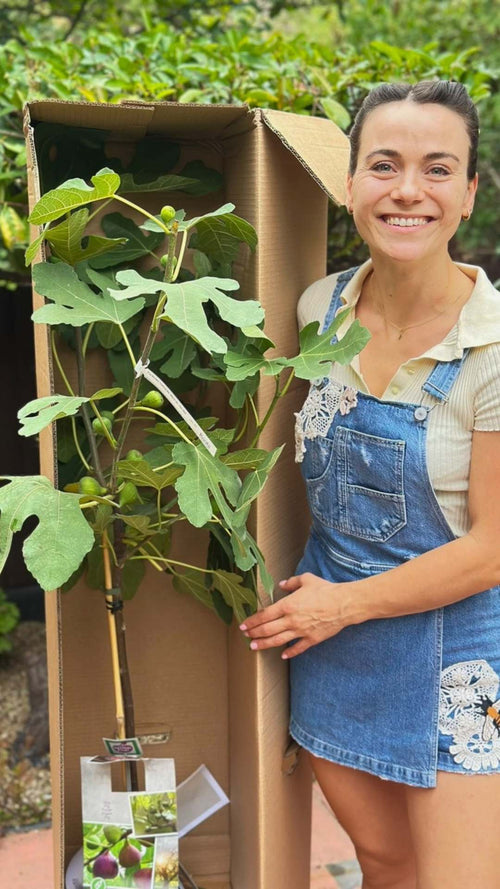 Angelika unboxes half standard fig trees