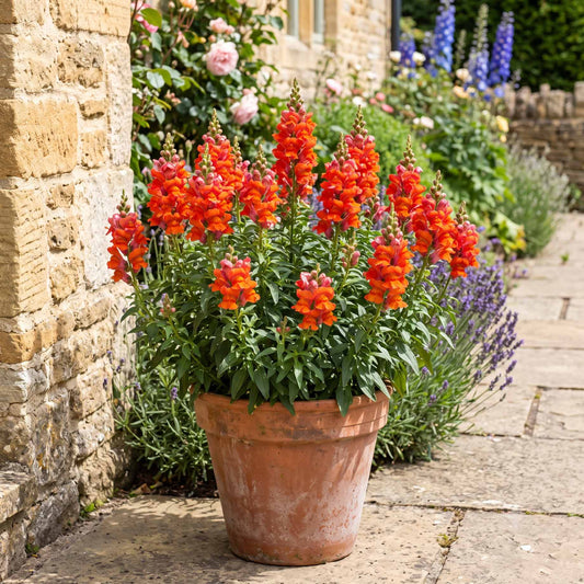 Antirrhinum 'Sonnet Orange Scarlet' Perennial Bedding