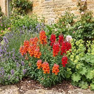 Antirrhinum 'Sonnet Orange Scarlet' Perennial Bedding
