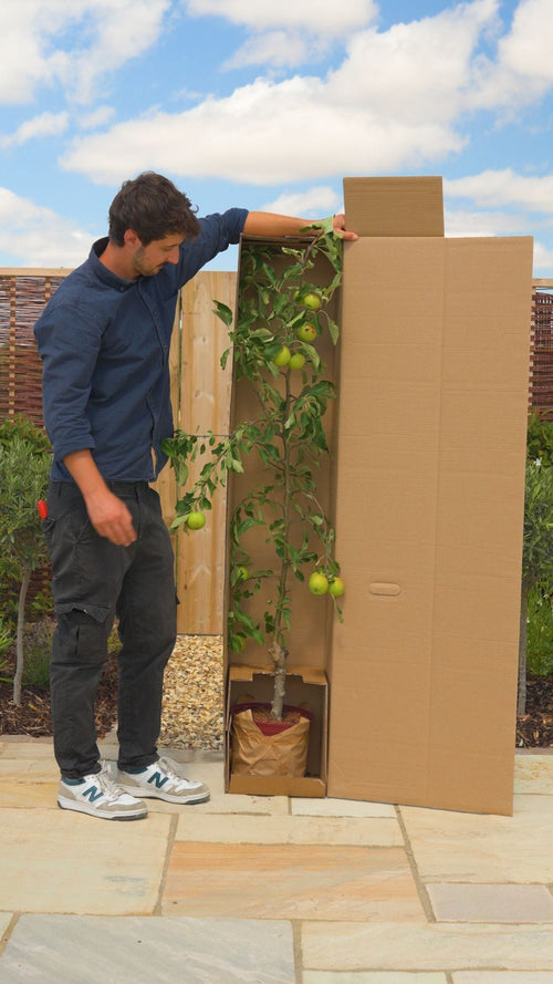 Why choose a Roots apple tree?