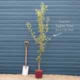 'Cox's Orange Pippin' Apple Tree Fruit Trees