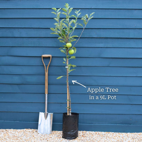 'Elstar' Apple Tree Fruit Trees