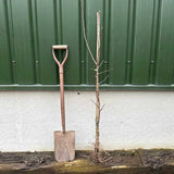 James Grieve Apple Tree | Dwarf Rootstock Fruit Trees