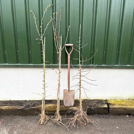 The 3 Top Performing Fruit Trees to Grow in the UK | Apple, Pear & Plum Fruit Trees