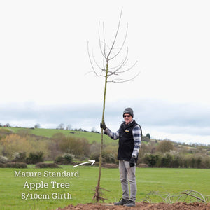 'Braeburn Hillwell' Apple Tree Fruit Trees