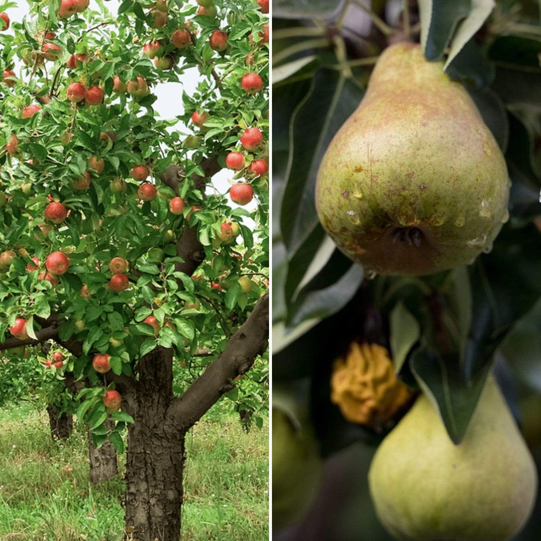 Pink Lady Apple Trees: The Best Alternatives to Grow in the UK – Roots ...