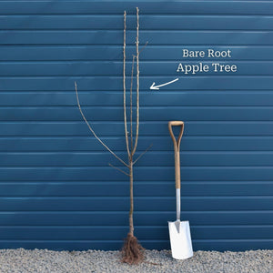 'Elstar' Apple Tree Fruit Trees