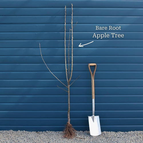 'Elstar' Apple Tree Fruit Trees