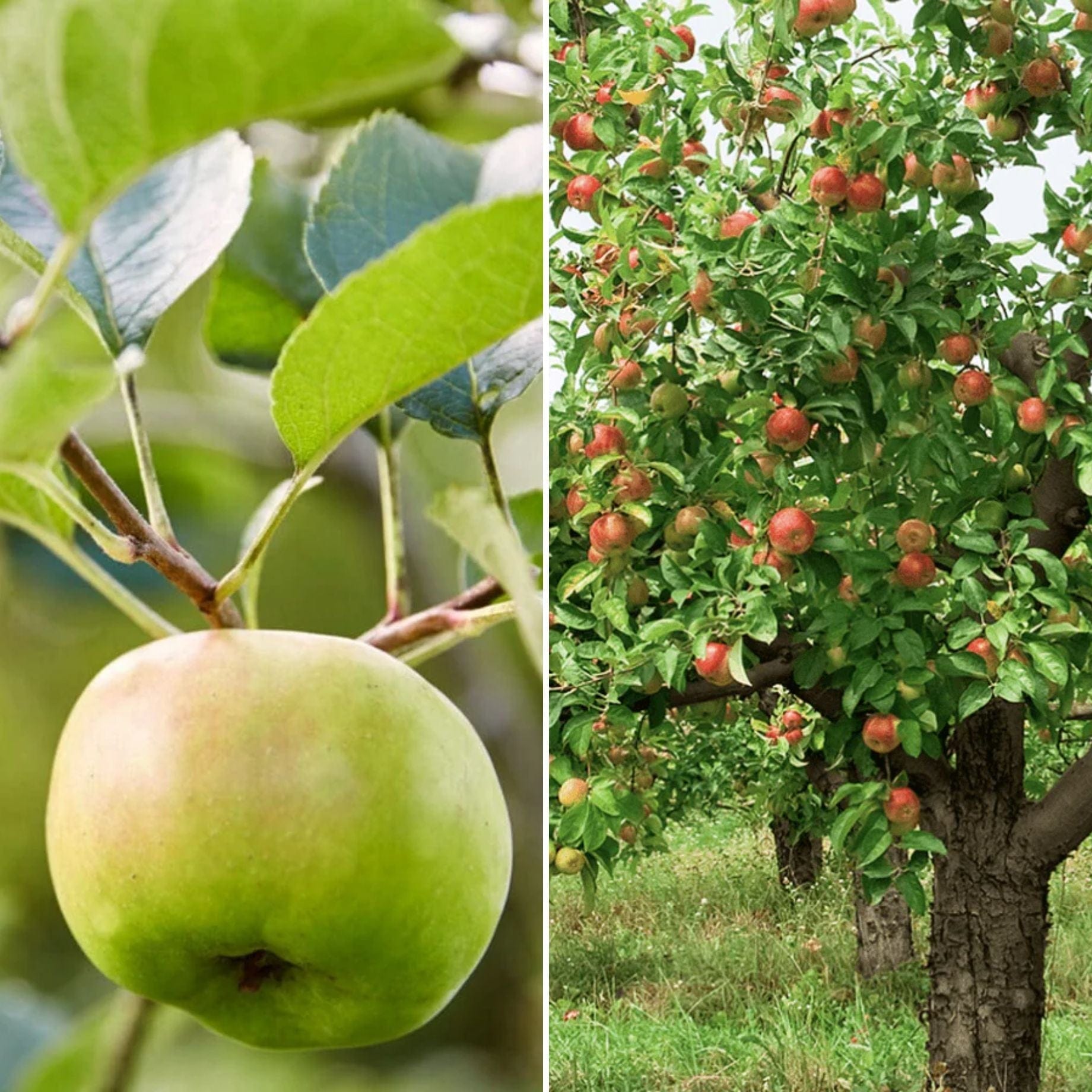 Rare Appels Rare Apple Varieties: UK’s Best Heritage Apples – Roots Plants