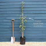 'James Grieve' Apple Tree Fruit Trees