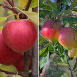 Duo Apple Tree | 'Braeburn' & 'Idared' Trained Fruit Trees